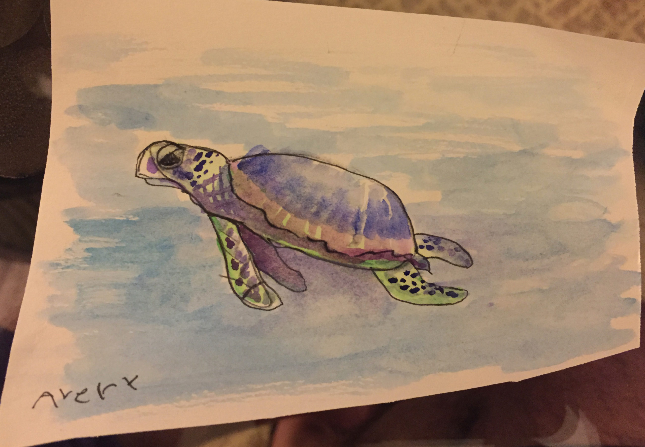 Kauai Turtles | Jon Chambers